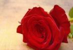 《红玫瑰》热情似火的弗拉门戈吉他轻音乐